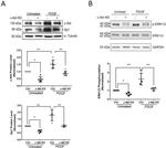 SP1 Antibody in Western Blot (WB)