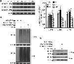 Phospho-HDAC7 (Ser448) Antibody in Western Blot (WB)