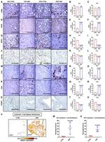 iNOS Antibody in Immunohistochemistry (IHC)