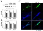 OxPhos Blue Native WB Antibody in Immunocytochemistry (ICC/IF)