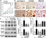 BRCC3 Antibody in Western Blot, Immunohistochemistry (WB, IHC)