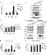 PDI Antibody in Western Blot (WB)