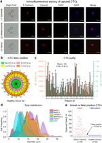 CD45 Antibody in Immunocytochemistry (ICC/IF)