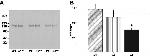 ATP1A3 Antibody in Western Blot (WB)