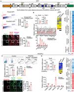 PDGFRA Antibody in Flow Cytometry (Flow)