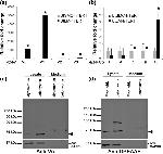 Versican V0, V1 Neo Antibody in Western Blot (WB)