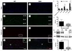 c-Kit Antibody in Western Blot, Immunohistochemistry (WB, IHC)