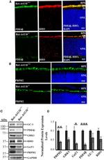 PDE6B Antibody in Western Blot (WB)