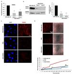 Pannexin 1 Antibody in Western Blot, Immunocytochemistry (WB, ICC/IF)