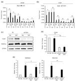 FOXA1 Antibody in ChIP Assay (ChIP)