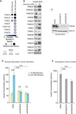 FANCG Antibody in Western Blot (WB)