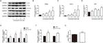 PPAR alpha Antibody in Western Blot (WB)