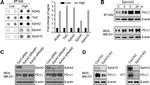 EphA10 Antibody in Western Blot (WB)