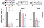 COQ7 Antibody in Western Blot (WB)