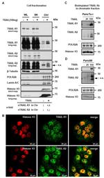 Phospho-RNA pol II CTD (Ser5) Antibody in Western Blot (WB)