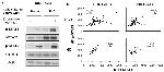 CD4 Antibody in Flow Cytometry (Flow)