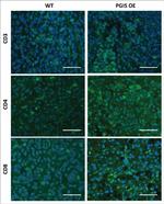 CD4 Antibody in Immunocytochemistry, Immunohistochemistry (ICC/IF, IHC)