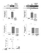 NFATC1 Antibody in Western Blot (WB)