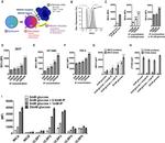 PCNA Antibody in Flow Cytometry (Flow)