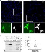 Myc Tag Antibody in Western Blot (WB)