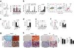 Collagen II Antibody in Immunohistochemistry (IHC)