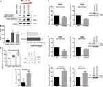 PDI Antibody in Western Blot (WB)