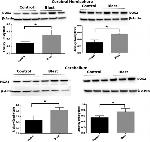 NOX2 Antibody in Western Blot (WB)