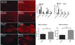 NOX2 Antibody in Immunocytochemistry, Immunohistochemistry (ICC/IF, IHC)