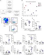 CD51 (Integrin alpha V) Antibody in Flow Cytometry (Flow)