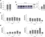 PPAR alpha Antibody in Western Blot (WB)