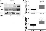 AKT Pan Antibody in Western Blot (WB)