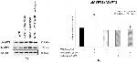 MYPT1 Antibody in Western Blot (WB)