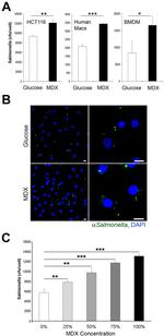 Salmonella Antibody in Immunocytochemistry (ICC/IF)