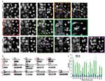 PARP1 Antibody in Immunocytochemistry (ICC/IF)