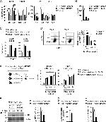 CD4 Antibody in Flow Cytometry (Flow)