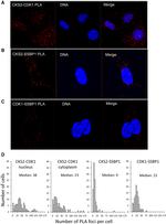 CKS2 Antibody in Immunocytochemistry (ICC/IF)