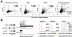 Phospho-STAT6 (Tyr641) Antibody in Flow Cytometry (Flow)