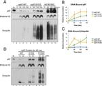 Ubiquitin Antibody in Western Blot (WB)