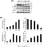 Phospho-iNOS (Tyr151) Antibody in Western Blot (WB)