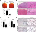 BrdU Antibody in Immunohistochemistry (IHC)