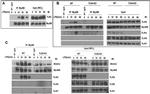 TLR4 Antibody