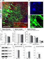 c-Fos Antibody in Immunohistochemistry (IHC)