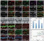 Phosphotyrosine Antibody in Immunohistochemistry (IHC)