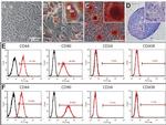 CD34 Antibody in Flow Cytometry (Flow)