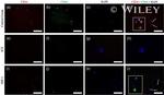 CD34 Antibody in Immunocytochemistry (ICC/IF)