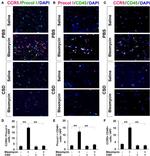 CD45 Antibody in Immunocytochemistry (ICC/IF)