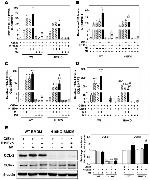 CCL2 (MCP-1) Antibody in Western Blot (WB)