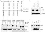 ErbB2 (HER-2) Antibody in ChIP Assay (ChIP)