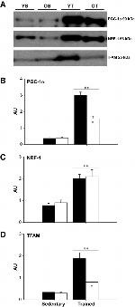 TFAM Antibody in Western Blot (WB)