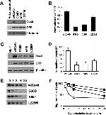 GFP Antibody in Western Blot (WB)